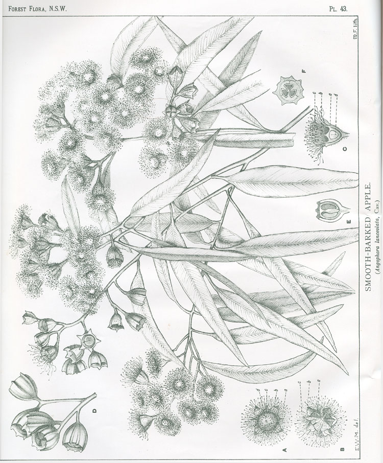 no HD illustration available (3)