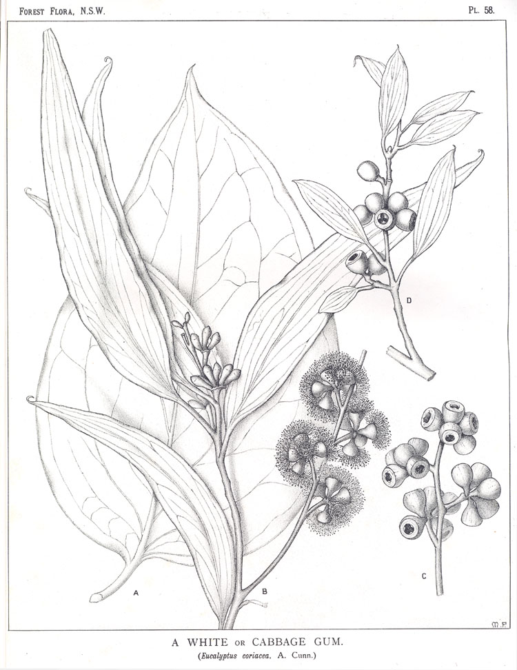 no HD illustration available (3)