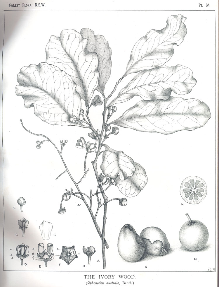 no HD illustration available (3)