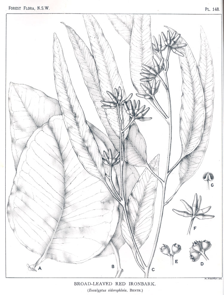 no HD illustration available (3)