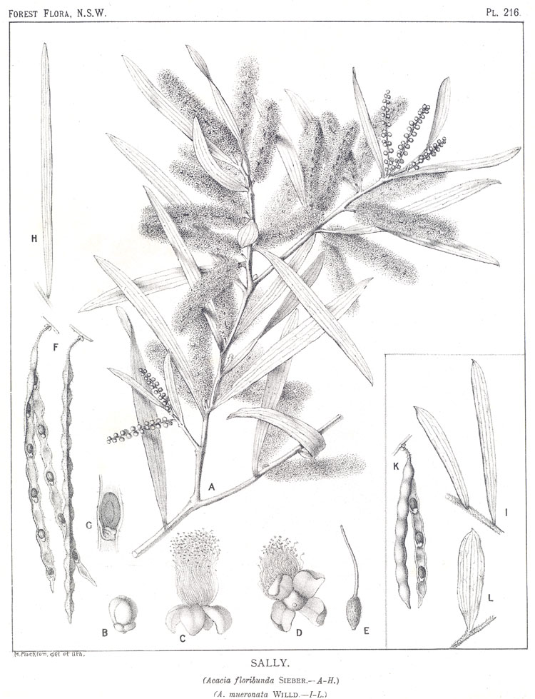 no HD illustration available (3)