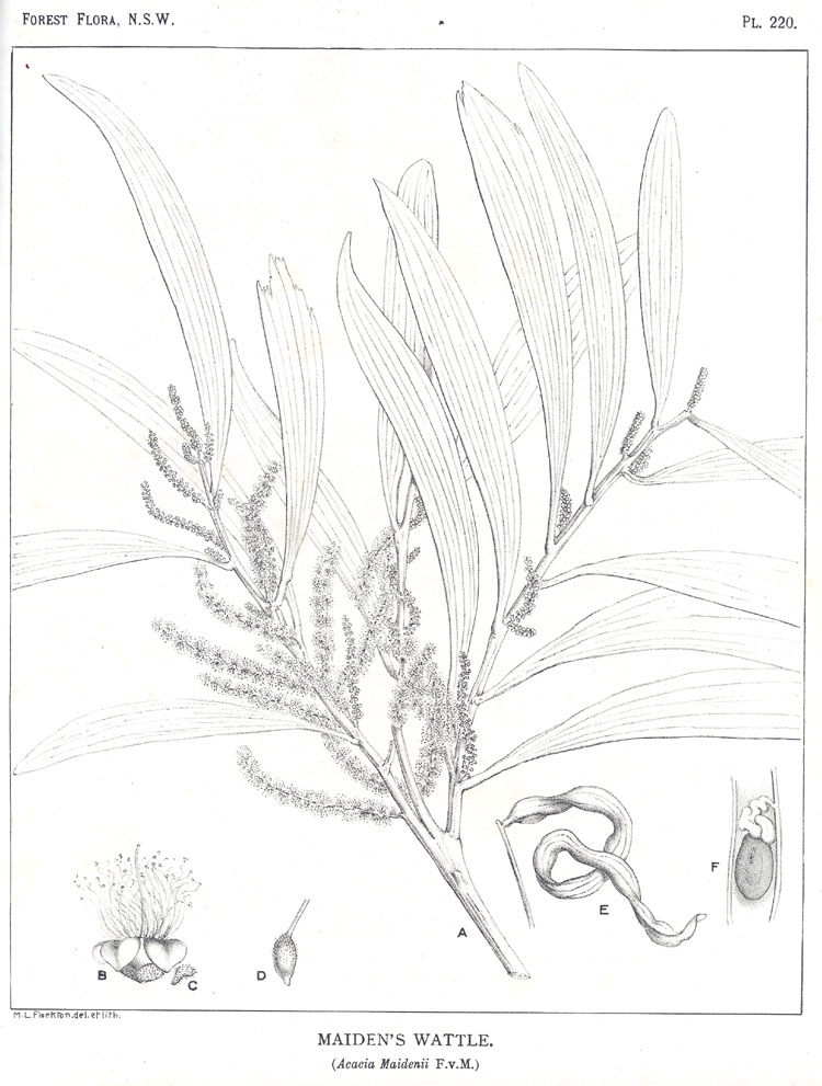 no HD illustration available (3)