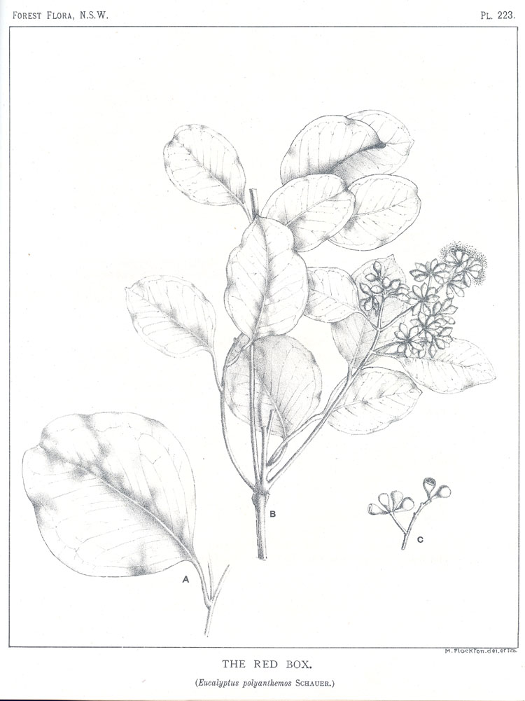 no HD illustration available (3)