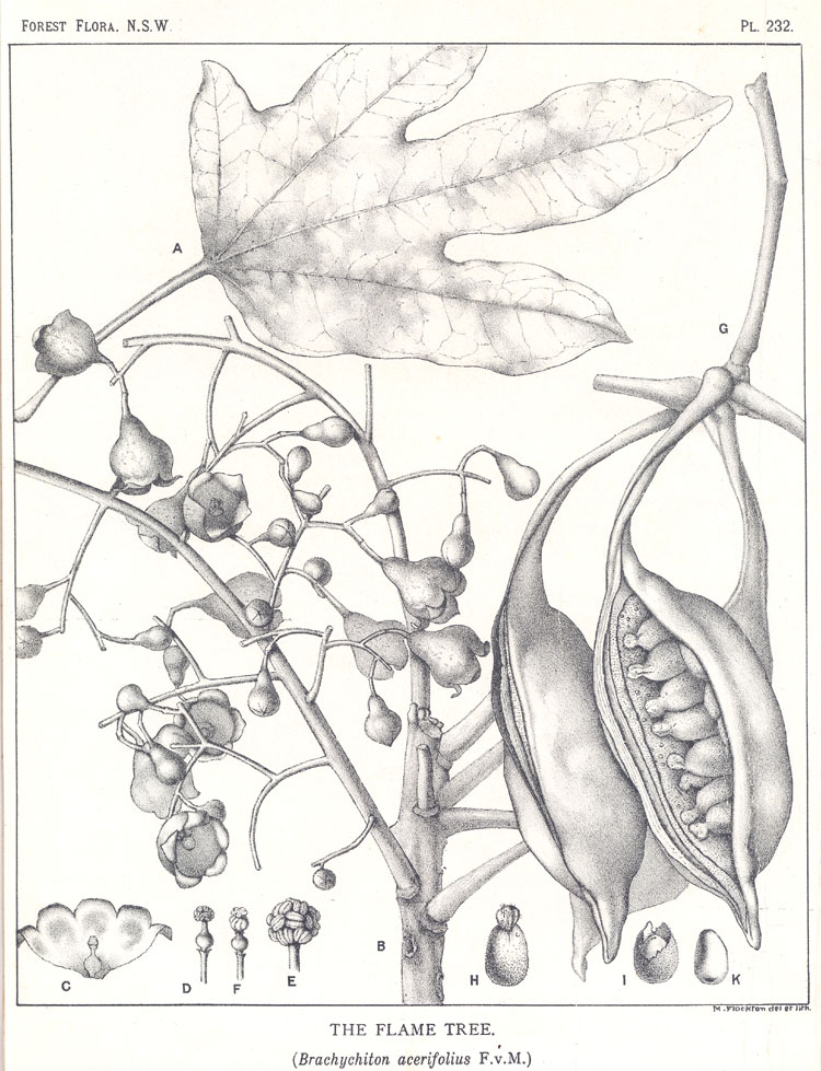 no HD illustration available (3)