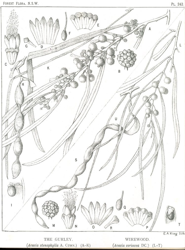 no HD illustration available (3)
