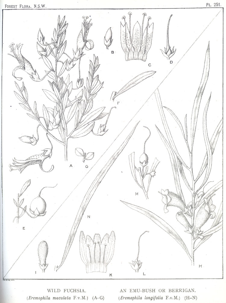 no HD illustration available (3)