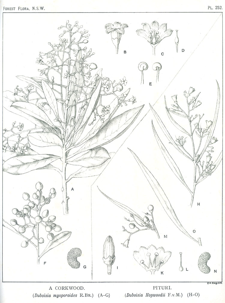 no HD illustration available (3)