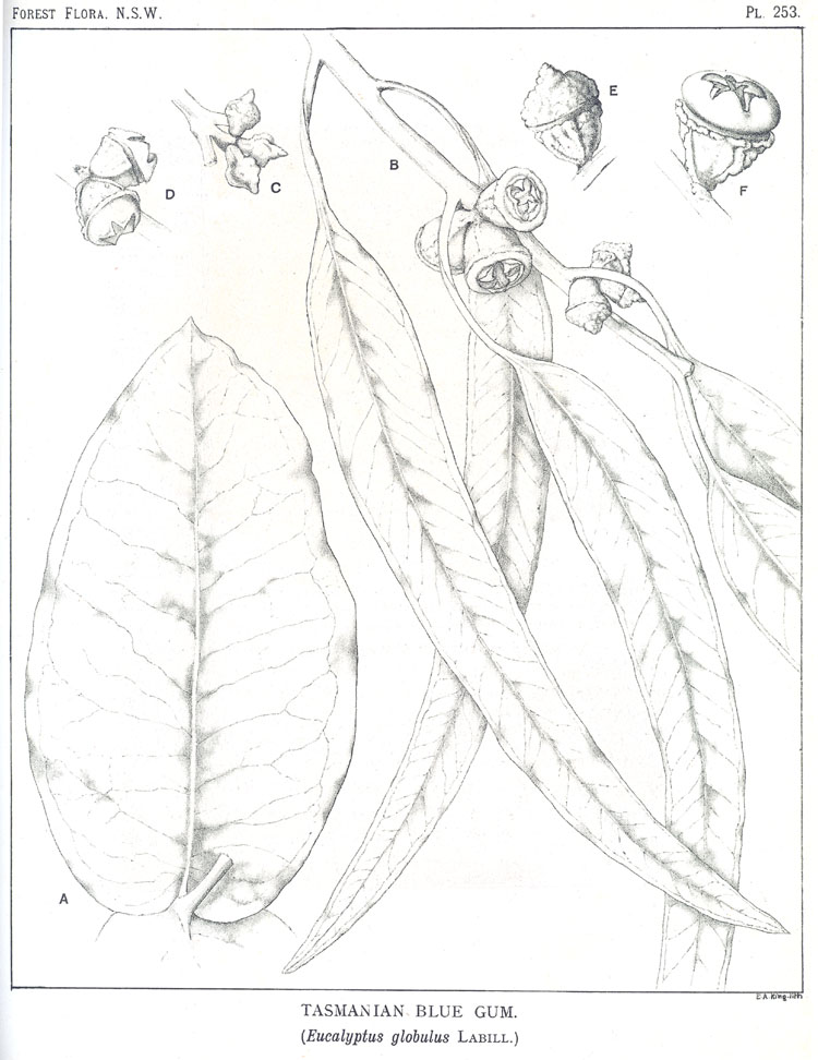 no HD illustration available (3)