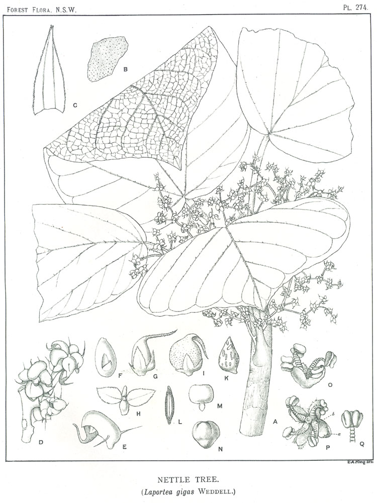 no HD illustration available (3)