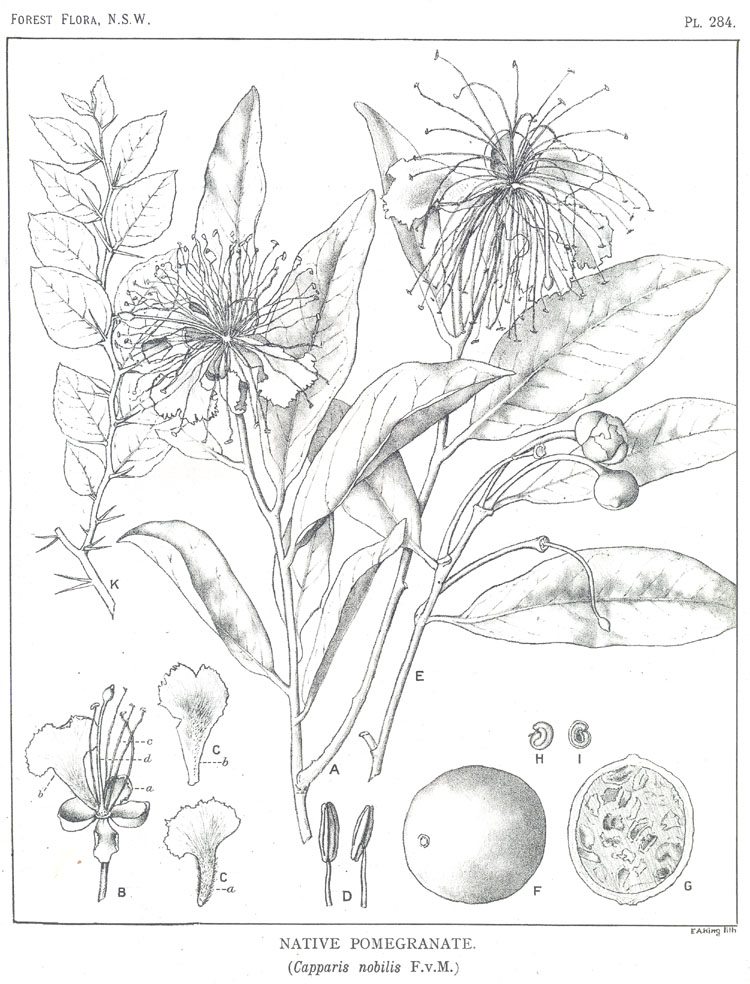 no HD illustration available (3)