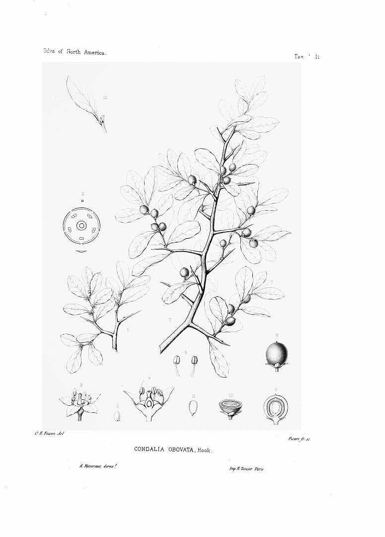 no HD illustration available (m1)