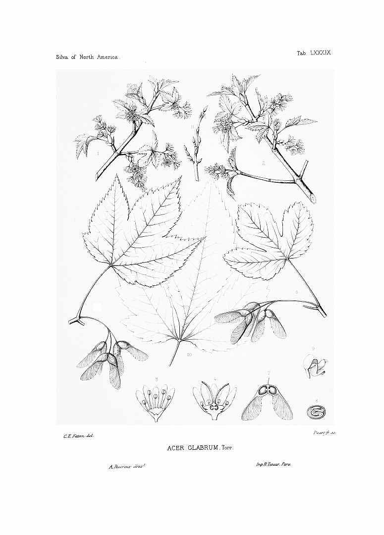 no HD illustration available (m1)