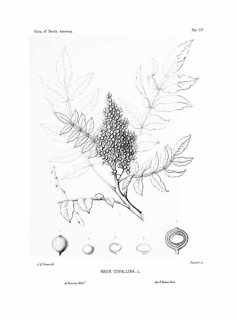 no HD illustration available (3)
