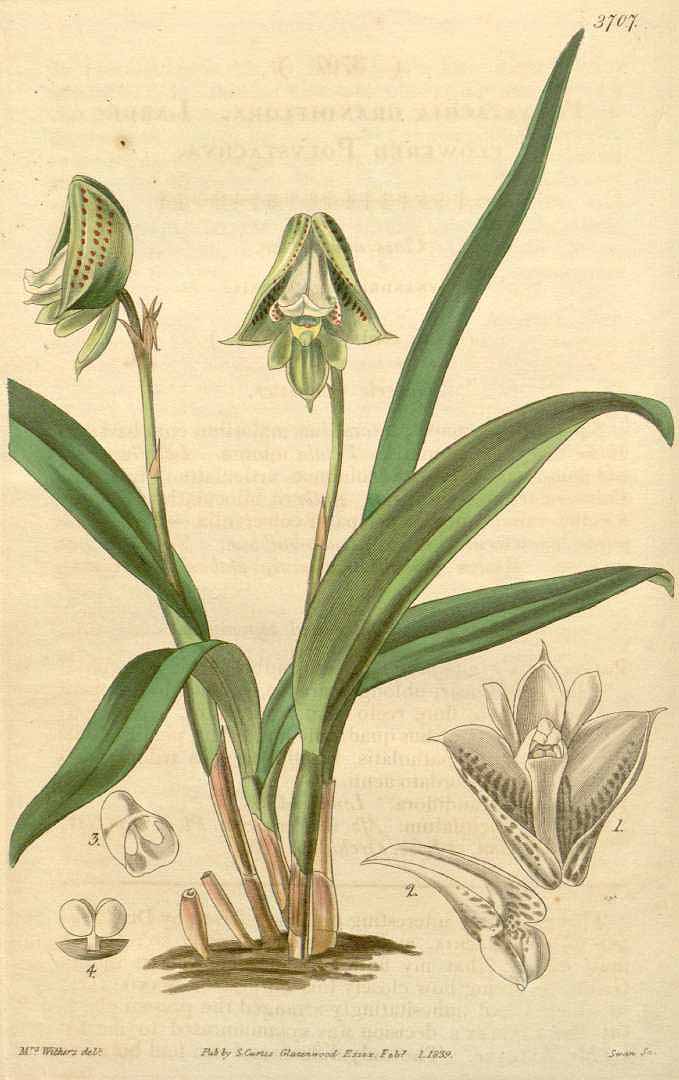 no HD illustration available (m1)