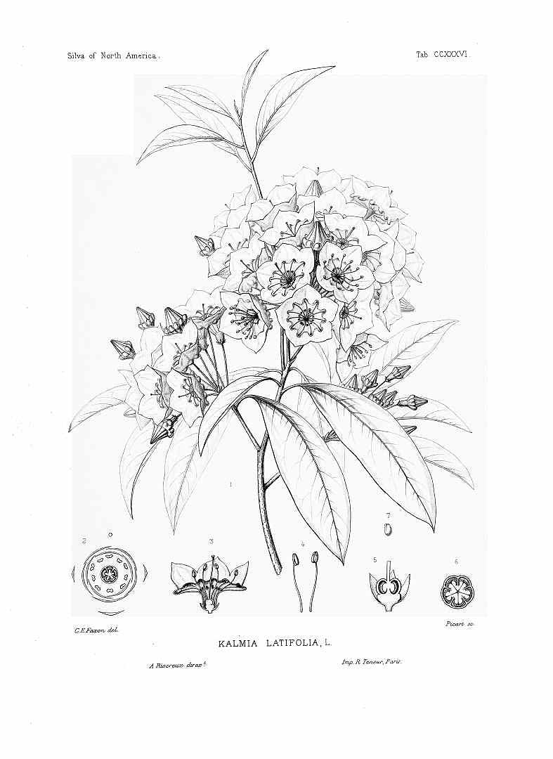 no HD illustration available (3)