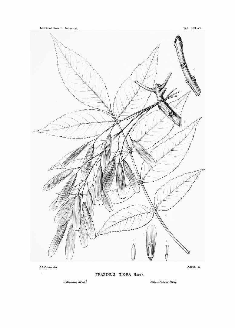 no HD illustration available (3)