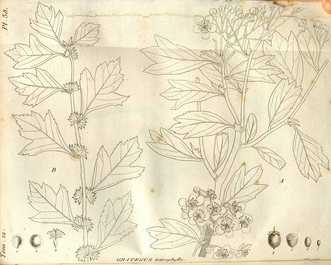 no HD illustration available (3)