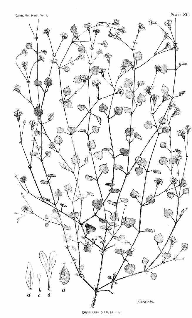 no HD illustration available (3)