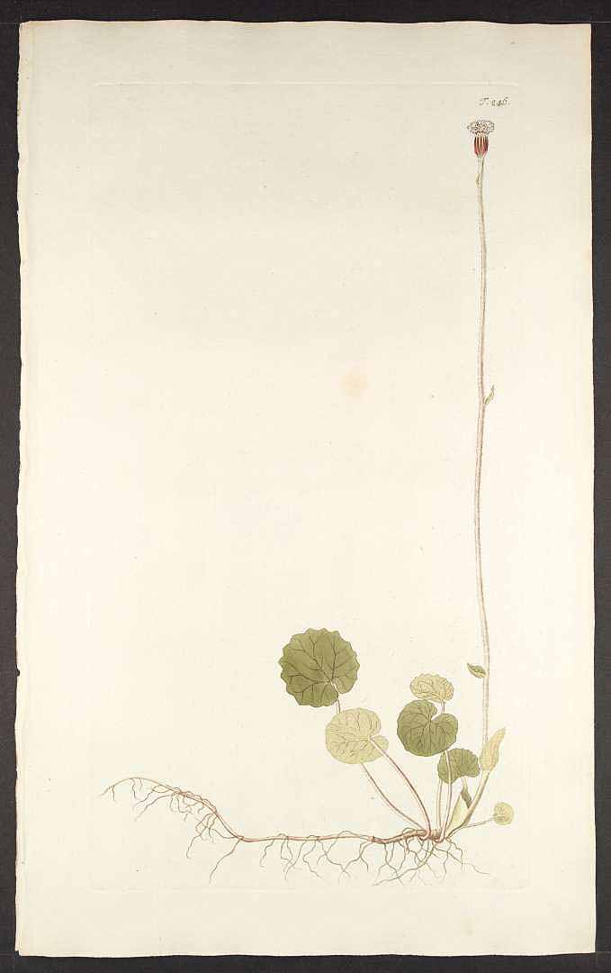 no HD illustration available (3)