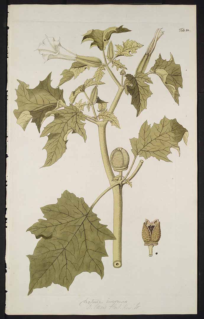 no HD illustration available (3)