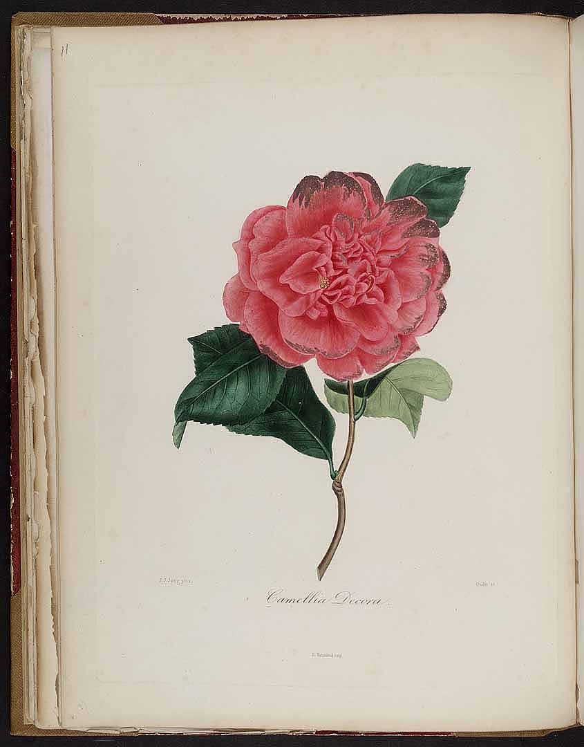 no HD illustration available (3)