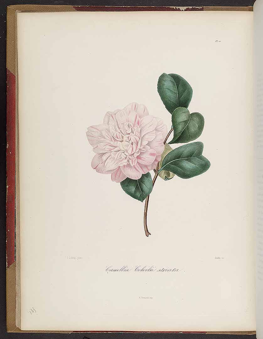 no HD illustration available (3)