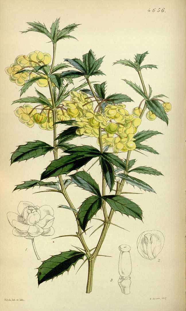 no HD illustration available (m1)