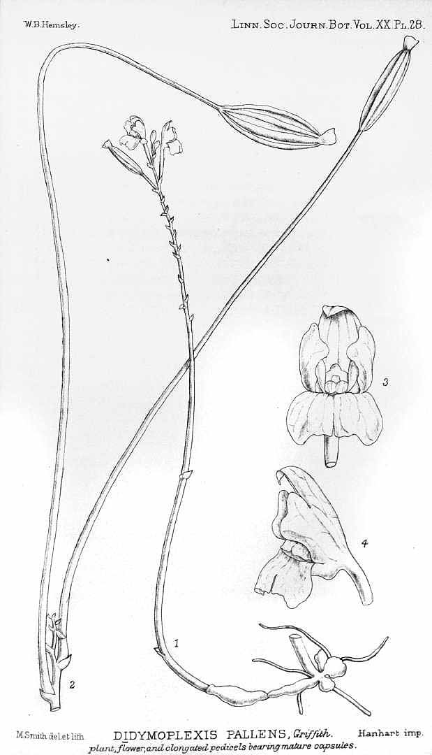 no HD illustration available (3)