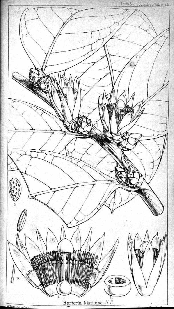 no HD illustration available (3)