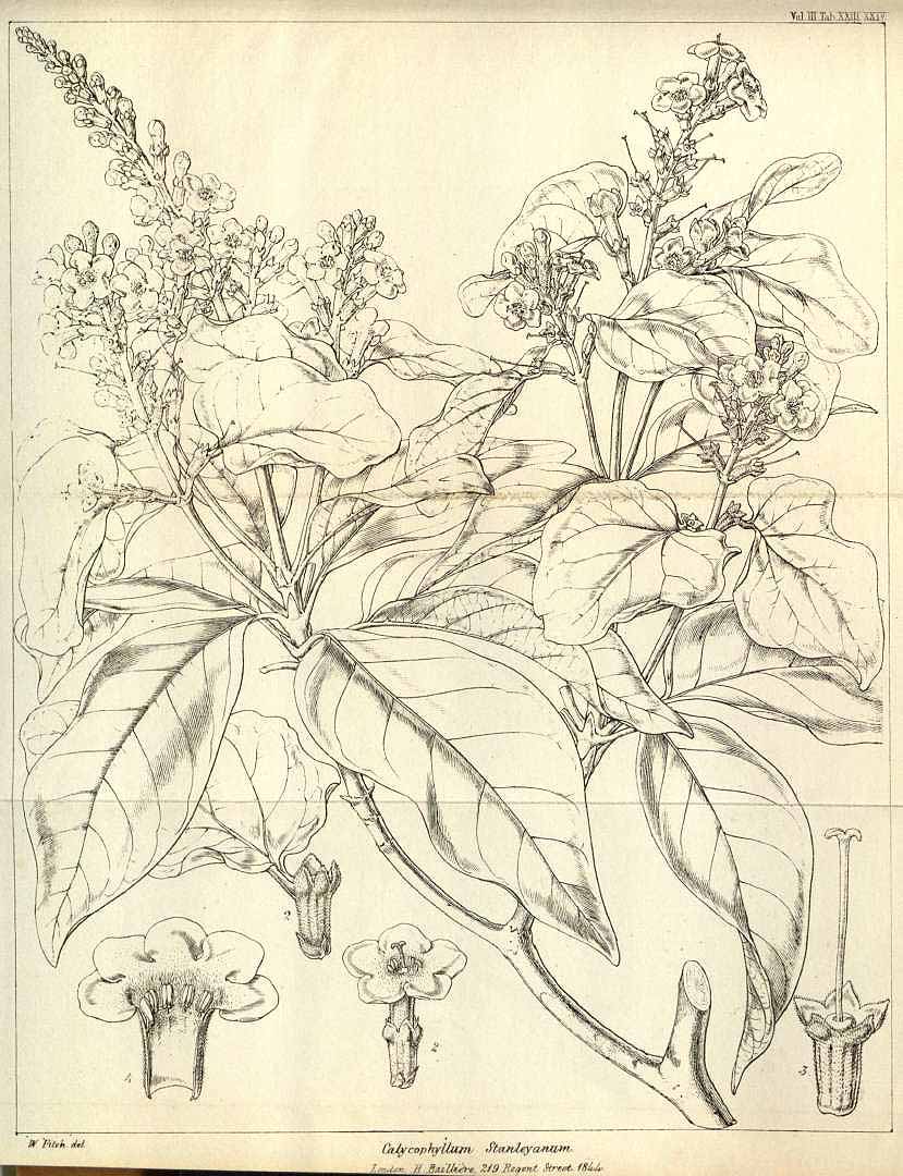 no HD illustration available (3)