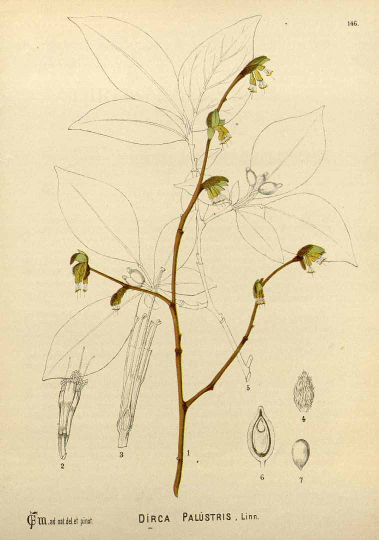 no HD illustration available (3)