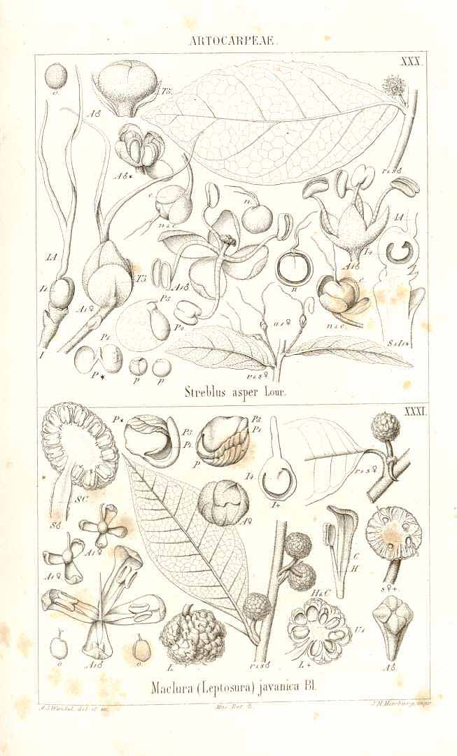 no HD illustration available (3)