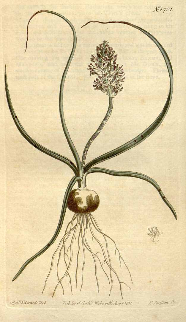 no HD illustration available (3)