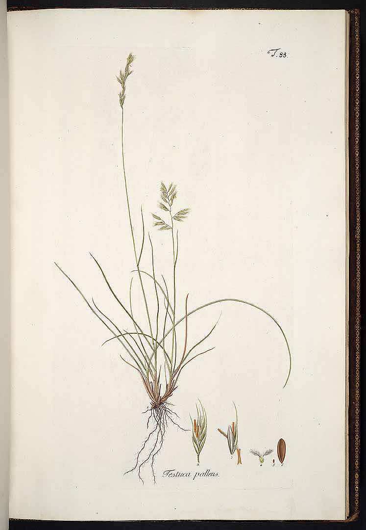 no HD illustration available (3)