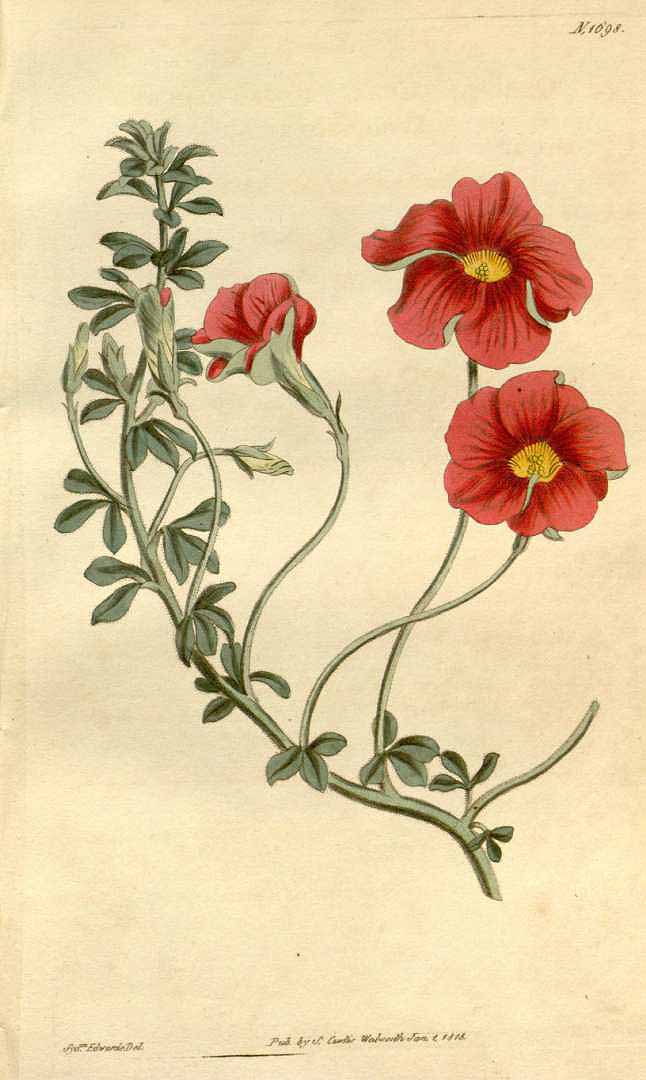 no HD illustration available (m1)