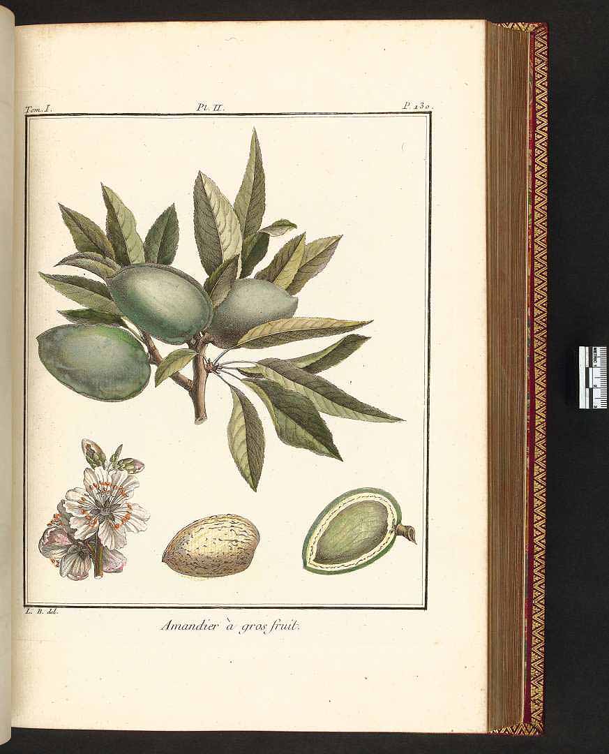 no HD illustration available (m1)