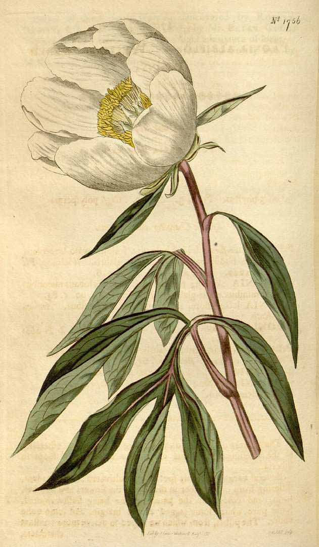 no HD illustration available (3)
