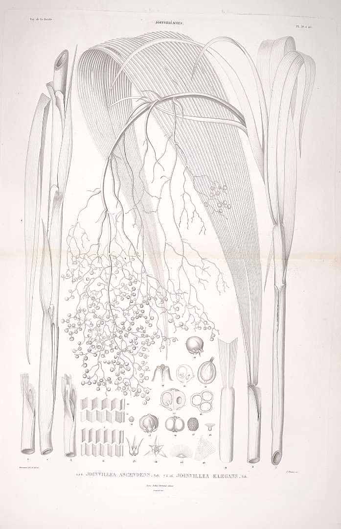 no HD illustration available (m1)