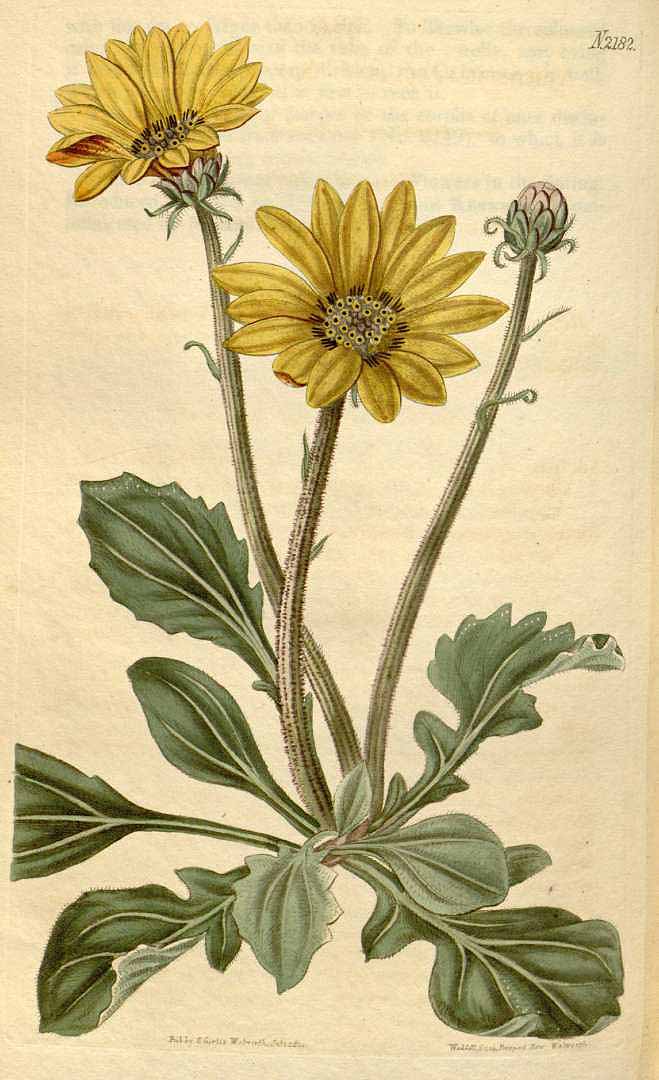no HD illustration available (3)