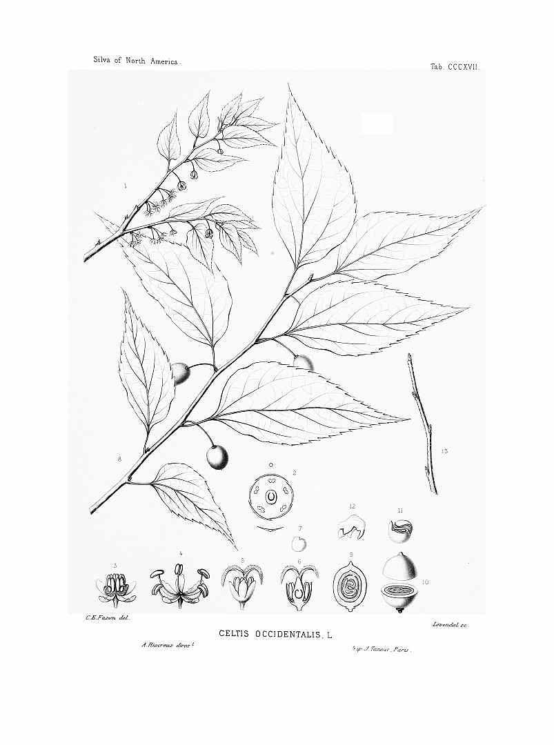 no HD illustration available (3)