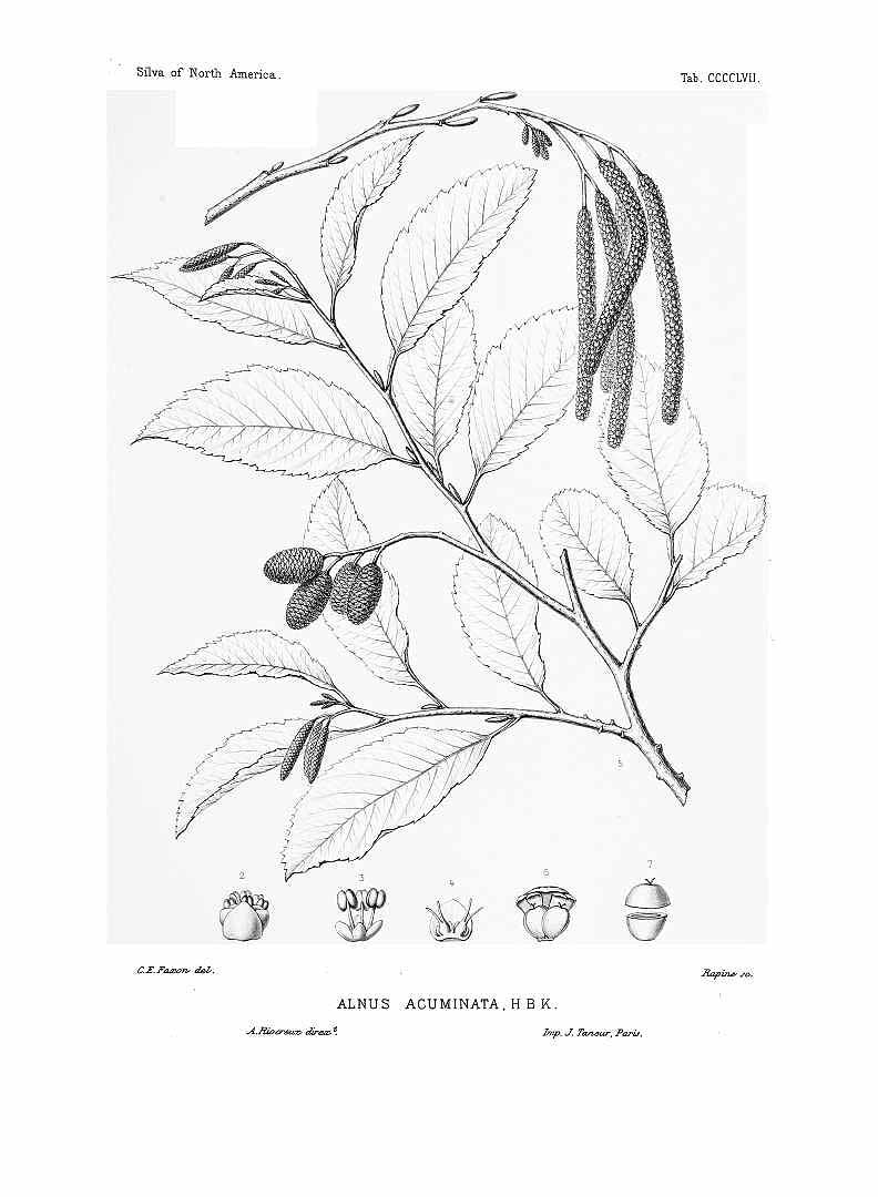 no HD illustration available (3)