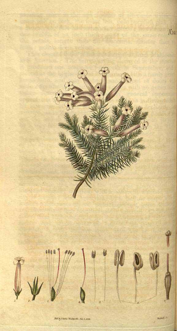 no HD illustration available (3)