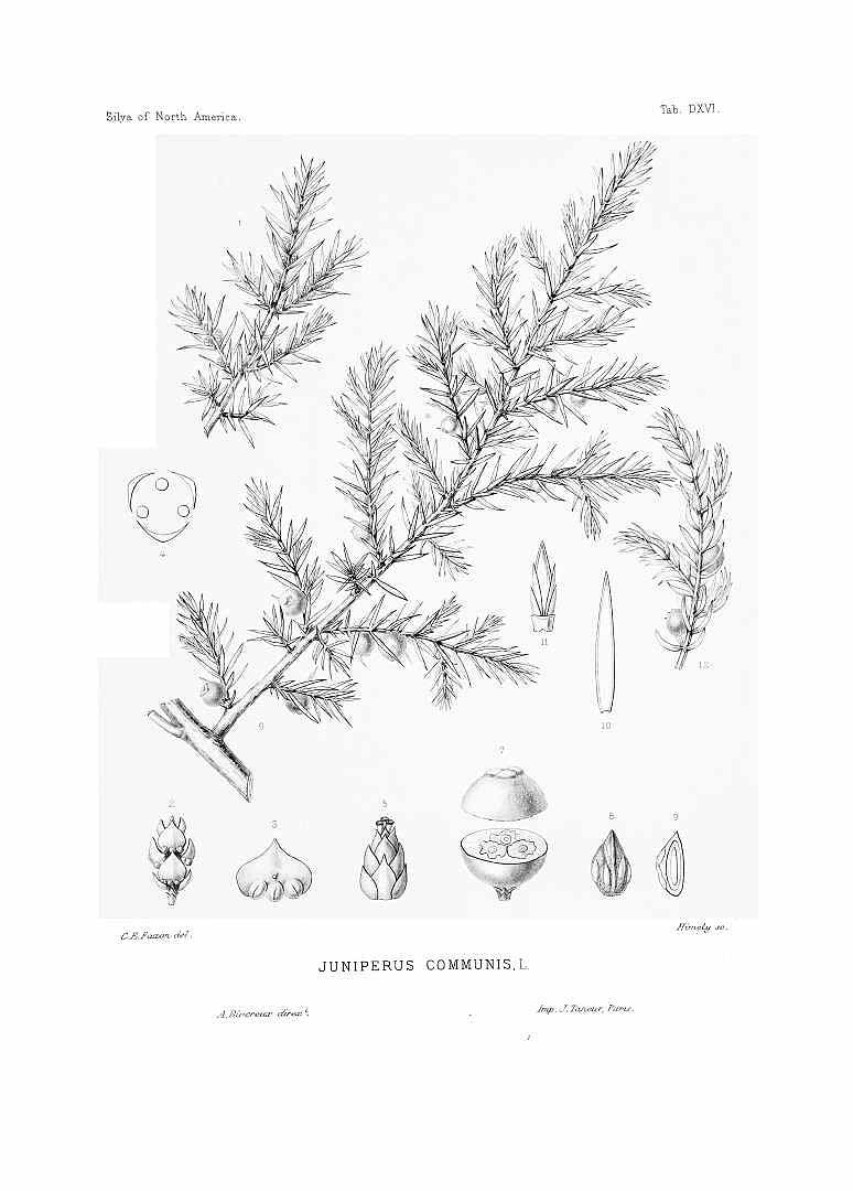no HD illustration available (3)