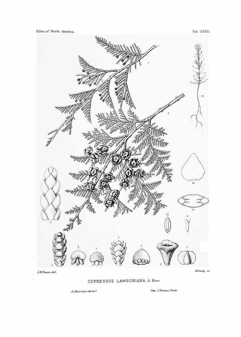 no HD illustration available (3)