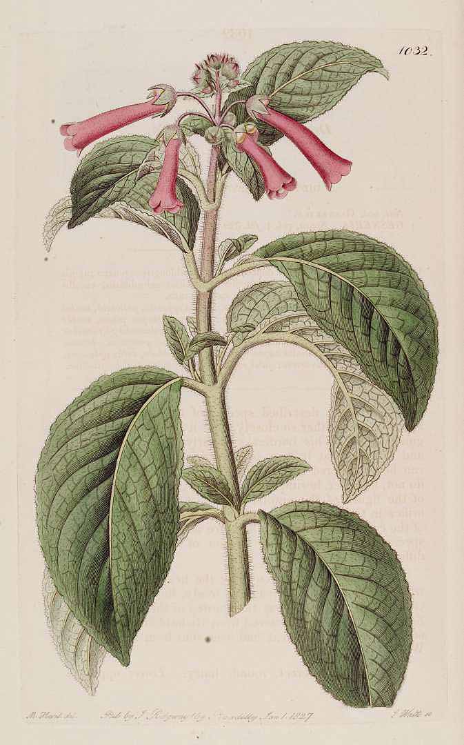 no HD illustration available (3)